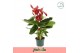 Anthurium andr. melodia 10 bloem 