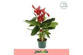 Anthurium andr. melodia 10 bloem