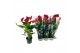 Anthurium andr. melodia 10 bloem 