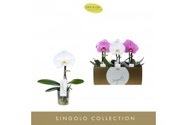 Phalaenopsis mix Singolo - Mix - 1 bloem