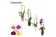 Phalaenopsis mix Cascade - 1 tak, 6+ bloem - Carly keramiek - Neo Arch 