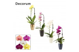 Phalaenopsis mix Cascade - 1 tak, 6+ bloem - Carly keramiek - Neo Arch