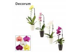 Phalaenopsis mix Cascade - 1 tak, 6+ bloem - Carly keramiek, Zwart & W