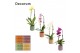 Phalaenopsis mix Cascade - 1 tak, 6+ bloem - Kaya keramiek - Craft Wor 