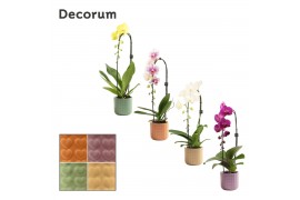 Phalaenopsis mix Cascade - 1 tak, 6+ bloem - Kaya keramiek - Craft Wor