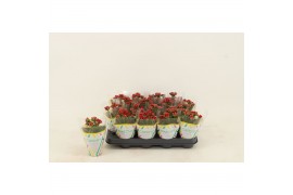 Kalanchoe calandiva rood