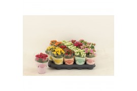 Kalanchoe calandiva mix le chic hoes