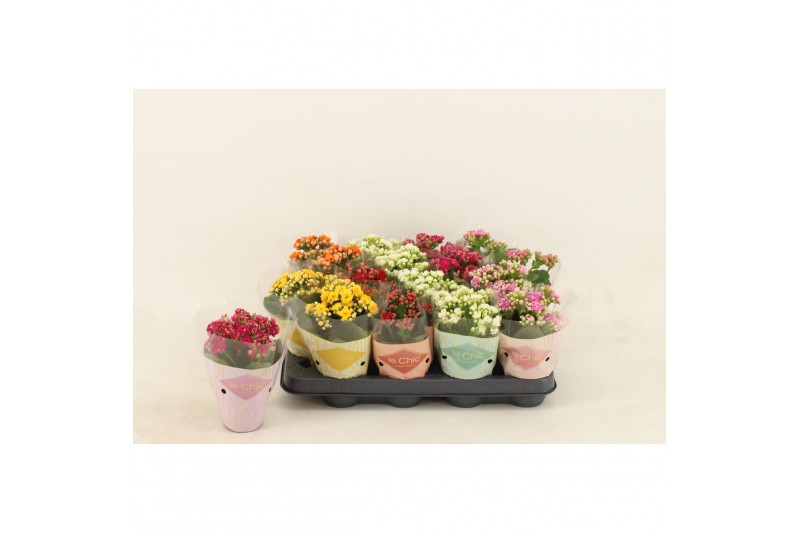 Kalanchoe calandiva mix le chic hoes 
