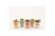 Kalanchoe calandiva mix le chic hoes 