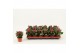 Kalanchoe calandiva purple zonder hoes 