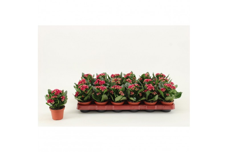 Kalanchoe calandiva purple zonder hoes 