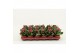 Kalanchoe calandiva purple zonder hoes 