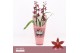 Burrageara barrocco red 2-spike Orchid Collection Potcover 