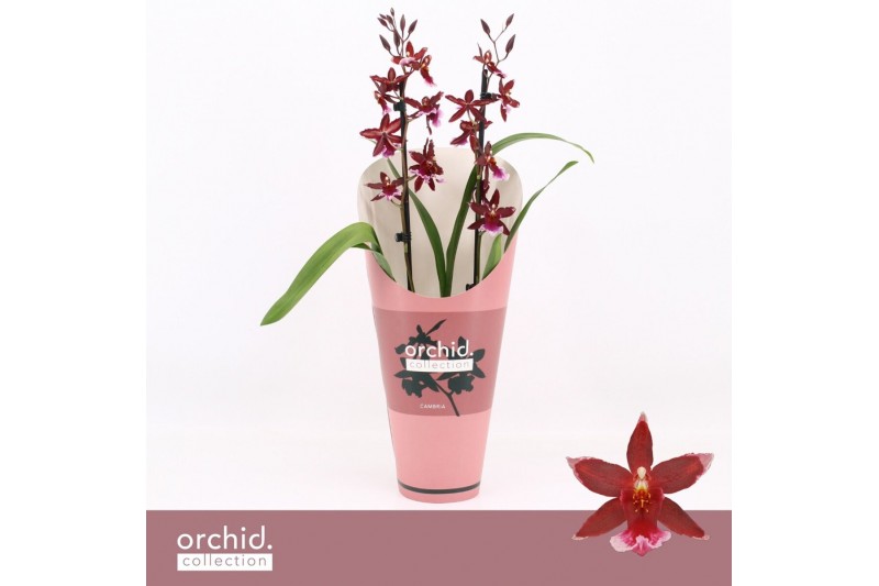 Burrageara barrocco red 2-spike Orchid Collection Potcover 