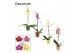 Phalaenopsis mix 1 tak, 9+ bloem - Naemi keramiek - Natural Bubble 