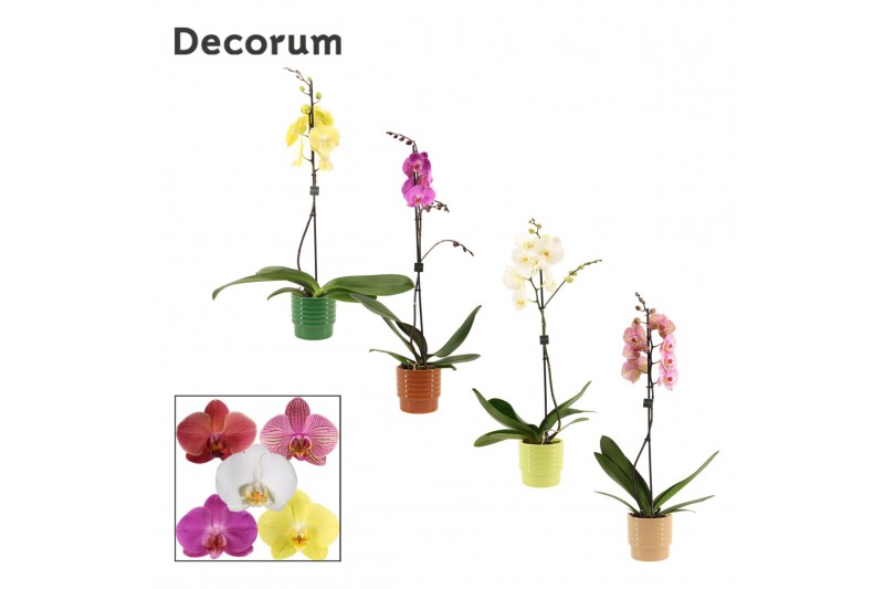 Phalaenopsis mix 1 tak, 9+ bloem - Naemi keramiek - Natural Bubble Phalaenopsis mix 1 tak, 9+ bloem - Naemi keramiek - Natural Bubble