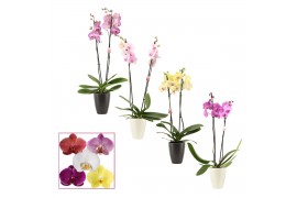 Phalaenopsis mix 2 tak, 14+ bloem - Carly keramiek, Zwart & Wit - Neo 