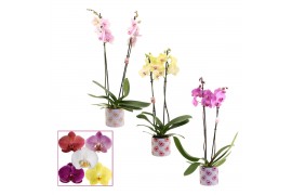 Phalaenopsis mix 2 tak, 14+ bloem - Nine keramiek - Bubblicious