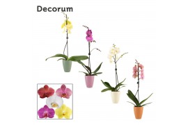 Phalaenopsis mix 1 tak, 9+ bloem - Carly keramiek - Craft World