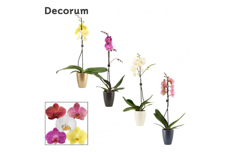 Phalaenopsis mix 1 tak, 9+ bloem - Carly keramiek - Neo Architect Phalaenopsis mix 1 tak, 9+ bloem - Carly keramiek - Neo Architect