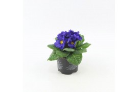 Primula acaulis cairo blue