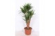 Yucca elephantipes Vertakt 