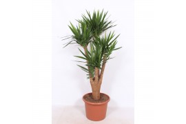 Yucca elephantipes Vertakt