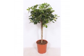 Schefflera arboricola gold capella stam