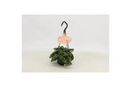 Sedum makinoi kosmosje tornado hp