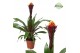 Guzmania akabar rockyflower 