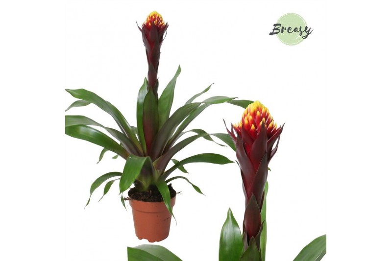 Guzmania akabar rockyflower 