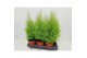 Cupressus macr. goldcrest wilma piramide 