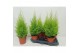 Cupressus macr. goldcrest wilma piramide 