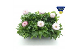 Bellis speedstar Bellis Perennis habanera white with red tips,wit rood