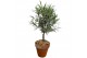 Lavandula angustifolia in terracotta pot op stam 