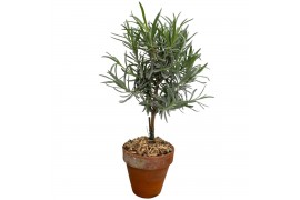 Lavandula angustifolia in terracotta pot op stam