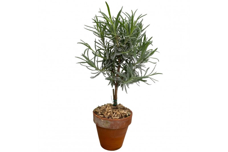 Lavandula angustifolia in terracotta pot op stam Lavandula angustifolia in terracotta pot op stam