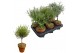 Tuinkruiden mix Kruiden mix op stam in terracotta pot 