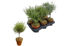 Tuinkruiden mix Kruiden mix op stam in terracotta pot