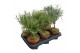 Tuinkruiden mix Kruiden mix op stam in terracotta pot 