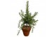 Rosmarinus prostratus officinalis in terracotta pot op stam 