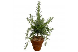 Rosmarinus prostratus officinalis in terracotta pot op stam