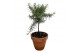 Rosmarinus prostratus officinalis in terracotta pot op stam 