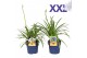 Agapanthus blauw en wit gem. in tray. knoppen boven gewas 