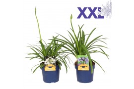 Agapanthus blauw en wit gem. in tray. knoppen boven gewas