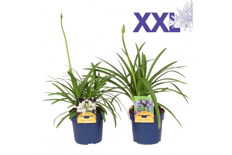 Agapanthus blauw en wit gem. in tray. knoppen boven gewas Agapanthus blauw en wit gem. in tray. knoppen boven gewas