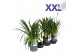 Agapanthus eydori white wit grootbloemig. doorbloei, knop. boven gewas 