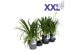 Agapanthus eydori white wit grootbloemig. doorbloei, knop. boven gewas
