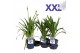 Agapanthus eydori blue blauw knoppen boven gewas 