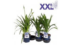 Agapanthus eydori blue blauw knoppen boven gewas